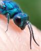 Chrysis terminata